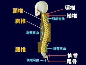 【医師が説明する】交通事故による頸椎・むち打ち損傷と治療について