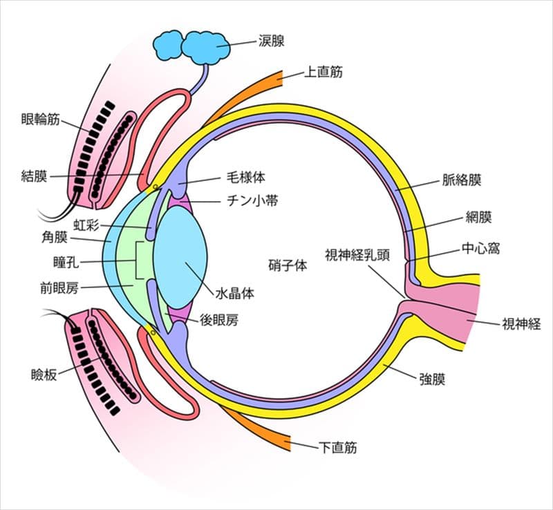 医師が説明する 交通事故による目の症状と治療について