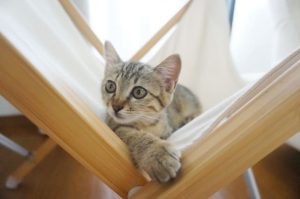 ペット不可賃貸で猫を飼っていることがバレたときの退去費用相場