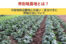 市街地農地とは？市街地周辺農地との違い・見分け方と評価方法について
