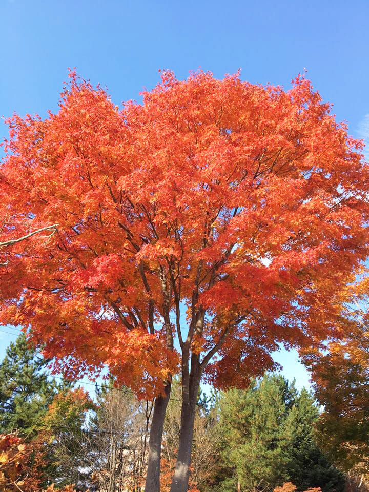 河口湖の紅葉まつりへ ベンチャーサポートグループ