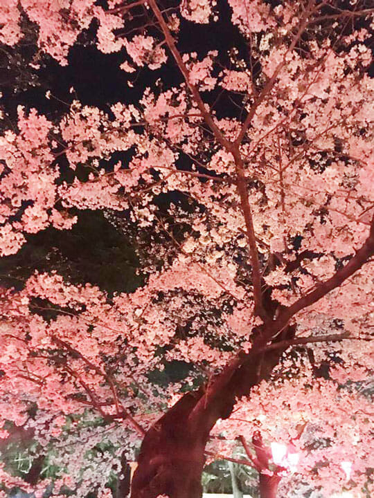 鶴舞公園の桜 ベンチャーサポートグループ